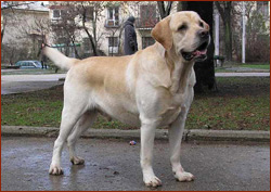 Ларсен Голден Мун